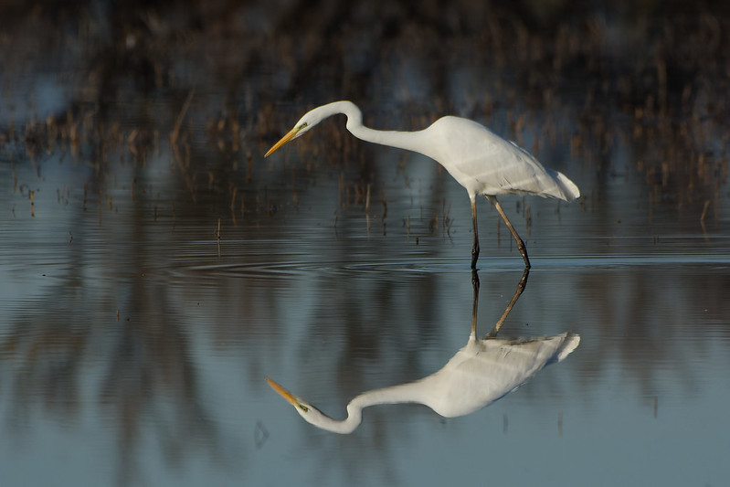 Grande aigrette.jpg